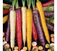 Marshalls Garden Carrot Seeds 'rainbow Mix' F1 - 250 Seeds Multi-Coloured Vegetable Seed Mix