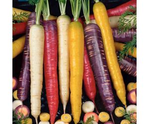 Marshalls Garden Carrot Seeds 'rainbow Mix' F1 - 250 Seeds Multi-Coloured Vegetable Seed Mix