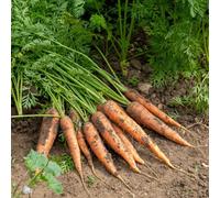 Marshalls Garden Carrot Seeds Resistafly F1 - Fly-Resistant, High-Yield (800 Seeds)