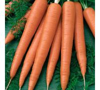 Marshalls Garden Carrot Seeds 'sweet Candle' Rhs Award-Winning 300 Seeds