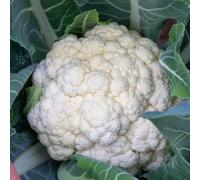 Marshalls Garden Cauliflower Seeds 'all The Year Round' - 240 Seeds For Extended Harvests