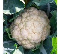 Marshalls Garden Cauliflower Seeds 'andromeda' 10 Pack Summer/autumn White Curd
