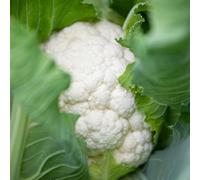 Marshalls Garden Cauliflower Seeds Clapton F1, Clubroot Resistant Compact Variety, 20 Seeds