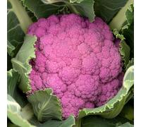 Marshalls Garden Cauliflower Seeds Depurple F1 8 Seeds For Purple Florets