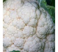 Marshalls Garden Cauliflower Seeds 'jerome' F1 Rhs Agm Early Spring Harvest 30 Seeds