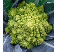 Marshalls Garden Cauliflower Seeds Romanesco Celio, Green Pointed Heads, Disease-Resistant 25 Seeds