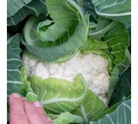 Marshalls Garden Cauliflower Seeds Skywalker - 20 Seeds