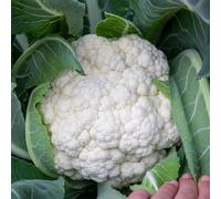 Marshalls Garden Cauliflower Seeds 'speed Star' Pack Of 20 Seeds Early-Maturing Compact Curds
