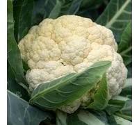 Marshalls Garden Cauliflower Seeds Tirza - Early Compact Heads, 40-Seed Pack