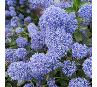 Marshalls Garden Ceanothus 'blue Mound' - Compact Evergreen Shrub, Blue Spring Flowers, Rhs Agm 3 X 9Cm