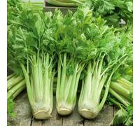 Marshalls Garden Celery Seeds Loretta F1 - 200 Seeds, Self-Blanching, Rhs Recommended