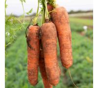 Marshalls Garden Charisma F1 Chantenay Carrot Seeds, 300 Seeds For Containers & Plots