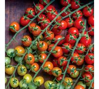 Marshalls Garden Cherry Baby Tomato Seeds - High-Yield Cherry Tomatoes, Approx. 20 Seeds