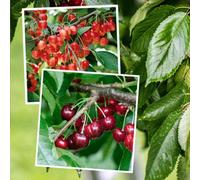 Marshalls Garden Cherry Twin Napolean Bigarreau & Van Dual-Variety Tree
