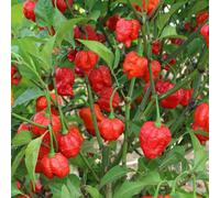 Marshalls Garden Chilli Pepper Seeds 'armageddon' Extra-Hot Hybrid (6 Seeds)