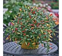 Marshalls Garden Chilli Pepper Seeds 'basket Of Fire' - Compact Trailing Variety 6 Seeds