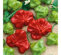 Marshalls Garden Chilli Pepper Seeds Bishops Crownmedium Heat, 8 Seeds, Capsicum Annuum