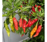 Marshalls Garden Chilli Pepper Seeds Fruity Volcano Very Hot 135,000 Shu 8 Seeds