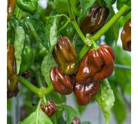Marshalls Garden Chilli Pepper Seeds 'habanero Chocolate' - 8 Seeds