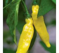 Marshalls Garden Chilli Pepper Seeds Hot Lemon - 20 Pack