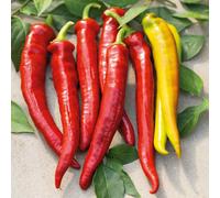 Marshalls Garden Chilli Pepper Seeds 'longhorn' F1