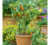 Marshalls Garden Chilli Pepper Seeds Orange Koral 10 Pack - Early-Maturing Capsicum Annuum