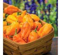 Marshalls Garden Chilli Pepper Seeds Orange Pepperoncini Traditional Italian Variety 20 Seeds