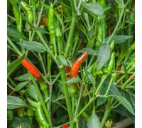 Marshalls Garden Chilli Seeds 'demon' - Compact, High-Yield Hot Chillies, Pack Of 10