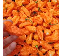 Marshalls Garden Chilli Seeds Draco Orange - Compact Hot Orange Peppers For Pots 8 Seeds