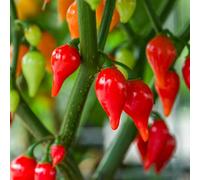 Marshalls Garden Chilli Seeds Red Drop - Compact High-Yield Capsicum Annuum For Pots 10 Seeds