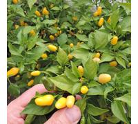 Marshalls Garden Chilli Seeds 'vulcain' Pack Of 10 (Capsicum Annuum) For Pots & Greenhouses
