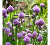 Marshalls Garden Chives Seeds 'fine Leaved' 600 Seeds Allium Schoenoprasum