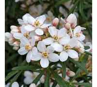 Marshalls Garden Choisya 'scented Gem' - Compact Evergreen Shrub With Fragrant White-Pink Flowers, 9Cm