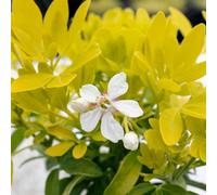 Marshalls Garden Choisya 'sundance' - 3 X 9Cm Evergreen Shrubs, Bright Yellow Foliage, Citrus-Scented Leaves, 3 X 9Cm