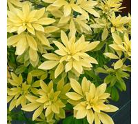 Marshalls Garden Choisya 'sundance' (Mexican Orange Blossom) - Evergreen Yellow Shrub, 1 Pack 9Cm Plant