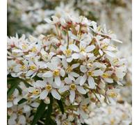 Marshalls Garden Choisya 'white Dazzler'- Evergreen, Citrus-Scented Foliage, White Spring Flowers - 3 X 9Cm Plants