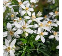 Marshalls Garden Choisya 'white Dazzler' (Mexican Orange Blossom) Evergreen Scented Shrub, 1 Pack 2 Litre Plant