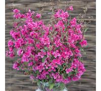Marshalls Garden Clarkia 'brilliant' Flower Seeds 500 Pack Annual Pink & Green Ideal For Borders And Cut Flowers