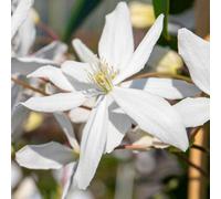 Marshalls Garden Clematis Armandii Evergreen Climbing Plant For Fences And Walls 7.5 Litre