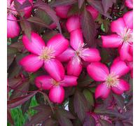 Marshalls Garden Clematis Montana 'red Velvet Truffle' - Vigorous Hardy Climbing 9Cm