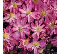 Marshalls Garden Clematis Montana 'rosebud' - Vigorous Hardy Climbing Plant With Blush Pink Rosebud-Style Flowers 9Cm