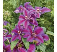 Marshalls Garden Clematis 'mrs Thompson' - Vigorous Purple And Scarlet Climbing Plant, 1 X 9Cm