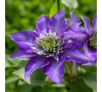 Marshalls Garden Clematis 'multi Blue' - Group 2 Climber, Navy-Blue Double Flowers, 3 X 7Cm