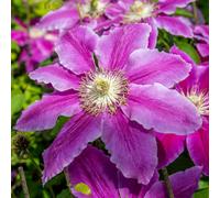 Marshalls Garden Clematis Plant 'bees Jubilee' 2 Litre Plant
