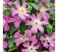 Marshalls Garden Clematis Plant 'comtesse De Bouchard' 2 Litre Plant