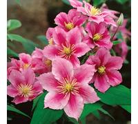 Marshalls Garden Clematis Plant Hybrid 'pilu' 2 Litre Plant