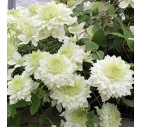 Marshalls Garden Clematis Plant 'manju' 9Cm Plant