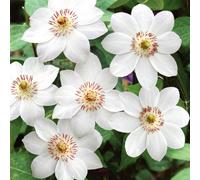 Marshalls Garden Clematis Plant 'miss Bateman' 2 Litre Plant