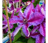 Marshalls Garden Clematis Plant 'mrs Thompson' 2 Litre Plant