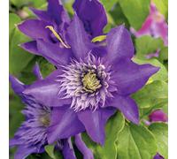 Marshalls Garden Clematis Plant 'multi Blue' 3 Litre Plant